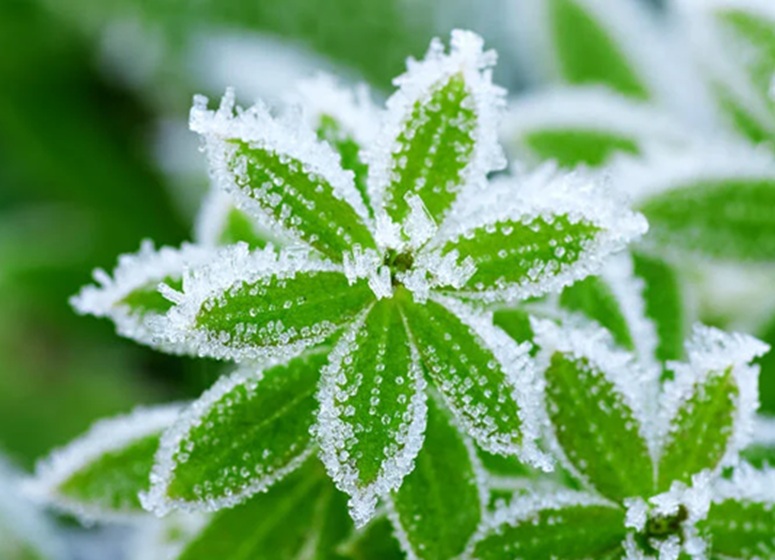 Imagem Frio aumenta e Sul do Brasil tem geada nos próximos dias